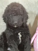 Whinny , a female Labradoodle for sale in Lakeland, FL – Photo 2 of 10