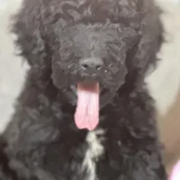 Whinny , a female Labradoodle and Poodle - Standard  for sale in Lakeland, FL – Photo 1 of 10