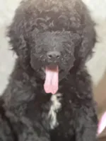 Whinny , a female Labradoodle for sale in Lakeland, FL – Photo 1 of 10