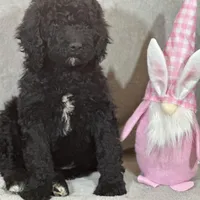 Whinny , a female Labradoodle and Poodle - Standard  for sale in Lakeland, FL – Photo 10 of 10