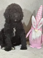 Whinny , a female Labradoodle for sale in Lakeland, FL – Photo 10 of 10