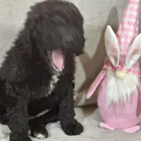 Whinny , a female Labradoodle and Poodle - Standard  for sale in Lakeland, FL – Photo 3 of 10