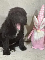 Whinny , a female Labradoodle for sale in Lakeland, FL – Photo 3 of 10