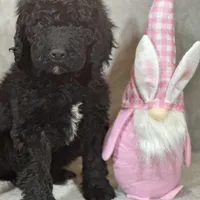 Whinny , a female Labradoodle and Poodle - Standard  for sale in Lakeland, FL – Photo 9 of 10