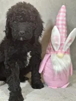 Whinny , a female Labradoodle for sale in Lakeland, FL – Photo 9 of 10