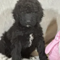 Whinny , a female Labradoodle and Poodle - Standard  for sale in Lakeland, FL – Photo 6 of 10