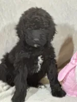 Whinny , a female Labradoodle for sale in Lakeland, FL – Photo 6 of 10