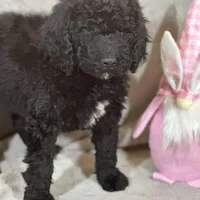 Whinny , a female Labradoodle and Poodle - Standard  for sale in Lakeland, FL – Photo 4 of 10