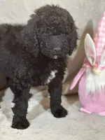 Whinny , a female Labradoodle for sale in Lakeland, FL – Photo 4 of 10