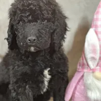 Whinny , a female Labradoodle and Poodle - Standard  for sale in Lakeland, FL – Photo 5 of 10