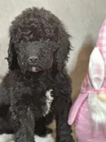 Whinny , a female Labradoodle for sale in Lakeland, FL – Photo 5 of 10