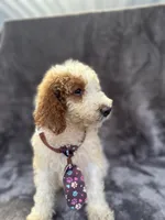 Duke 391 F1b, a male Goldendoodle and Poodle - Miniature  for sale in Lakeland, FL – 6 of 10