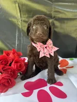 Sarah- 339, a female Labradoodle and Poodle - Standard  for sale in Lakeland, FL – 7 of 10