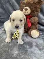 Bear 576, a male Golden Retriever for sale in Lakeland, FL – 5 of 10