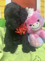 Matilda 382, a female Bernedoodle and Miniature Bernedoodle for sale in Lakeland, FL – 4 of 10