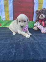 Samatha , a female Golden Retriever for sale in Lakeland, FL – Photo 6 of 10