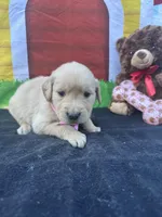 Samatha , a female Golden Retriever for sale in Lakeland, FL – Photo 9 of 10