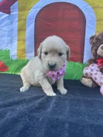Samatha , a female Golden Retriever for sale in Lakeland, FL – Photo 4 of 10