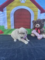 Samatha , a female Golden Retriever for sale in Lakeland, FL – Photo 10 of 10