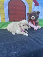 Samatha , a female Golden Retriever for sale in Lakeland, FL – Photo 8 of 10