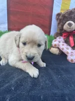 Samatha , a female Golden Retriever for sale in Lakeland, FL – Photo 7 of 10