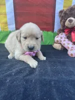 Samatha , a female Golden Retriever for sale in Lakeland, FL – Photo 3 of 10