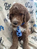 Charlie- 126 , a male Labradoodle and Poodle - Standard  for sale in Lakeland, FL – 1 of 10