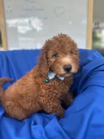Nathan -387, a male Poodle - Miniature  and Miniature Goldendoodle for sale in Lakeland, FL – 9 of 10