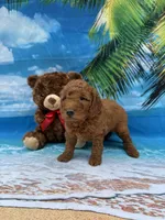 Nathan -387, a male Poodle - Miniature  and Miniature Goldendoodle for sale in Lakeland, FL – Photo 6 of 10