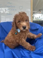 Nathan -387, a male Poodle - Miniature  and Miniature Goldendoodle for sale in Lakeland, FL – 4 of 10