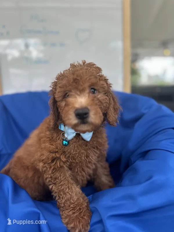 Nathan -387 – Poodle - Miniature , Miniature Goldendoodle puppy for sale in Lakeland, FL