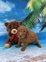 Nathan -387, a male Poodle - Miniature  and Miniature Goldendoodle for sale in Lakeland, FL – Photo 4 of 10