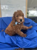 Nathan -387, a male Poodle - Miniature  and Miniature Goldendoodle for sale in Lakeland, FL – 3 of 10