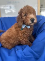 Nathan -387, a male Poodle - Miniature  and Miniature Goldendoodle for sale in Lakeland, FL – 10 of 10