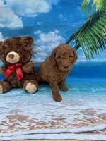 Nathan -387, a male Poodle - Miniature  and Miniature Goldendoodle for sale in Lakeland, FL – Photo 9 of 10
