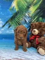 Nathan -387, a male Poodle - Miniature  and Miniature Goldendoodle for sale in Lakeland, FL – Photo 1 of 10