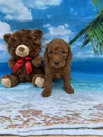 Nathan -387, a male Poodle - Miniature  and Miniature Goldendoodle for sale in Lakeland, FL – Photo 2 of 10