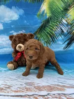 Nathan -387, a male Poodle - Miniature  and Miniature Goldendoodle for sale in Lakeland, FL – Photo 5 of 10