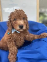Nathan -387, a male Poodle - Miniature  and Miniature Goldendoodle for sale in Lakeland, FL – 6 of 10