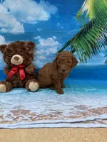 Nathan -387, a male Poodle - Miniature  and Miniature Goldendoodle for sale in Lakeland, FL – Photo 8 of 10