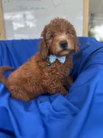Nathan -387, a male Poodle - Miniature  and Miniature Goldendoodle for sale in Lakeland, FL – 8 of 10
