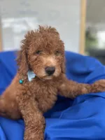 Nathan -387, a male Poodle - Miniature  and Miniature Goldendoodle for sale in Lakeland, FL – 7 of 10