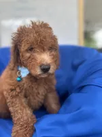 Nathan -387, a male Poodle - Miniature  and Miniature Goldendoodle for sale in Lakeland, FL – 2 of 10