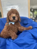 Nathan -387, a male Poodle - Miniature  and Miniature Goldendoodle for sale in Lakeland, FL – 5 of 10
