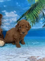 Nathan -387, a male Poodle - Miniature  and Miniature Goldendoodle for sale in Lakeland, FL – Photo 3 of 10