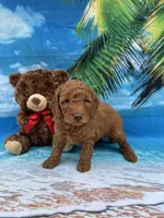 Nathan -387, a male Poodle - Miniature  and Miniature Goldendoodle for sale in Lakeland, FL – Photo 7 of 10
