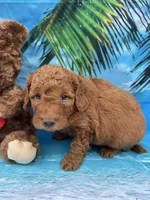 Nathan -387, a male Poodle - Miniature  and Miniature Goldendoodle for sale in Lakeland, FL – Photo 10 of 10
