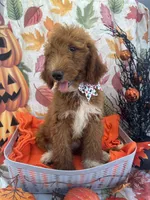 Dolly 397  F1b , a female Goldendoodle and Poodle - Miniature  for sale in Lakeland, FL – 6 of 10