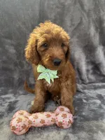 Dixie 399 F1b, a female Goldendoodle and Poodle - Miniature  for sale in Lakeland, FL – 10 of 10