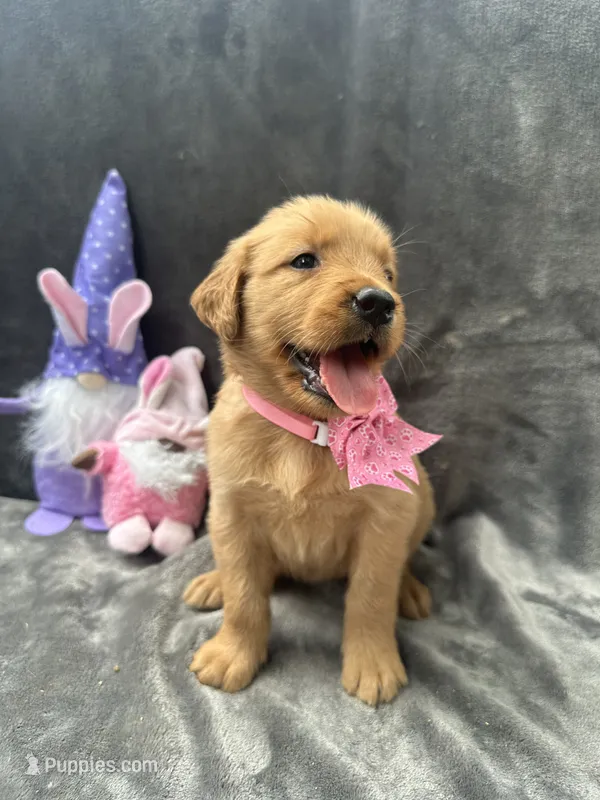 Betsy -194 – Golden Retriever puppy for sale in Lakeland, FL